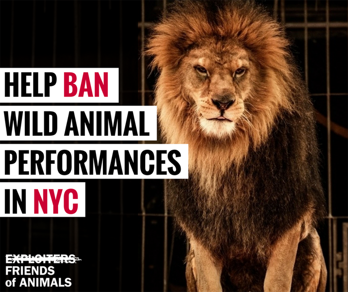 Плакат, агитирующий за запрет использования животных в цирковых выступлениях Нью-Йорка.