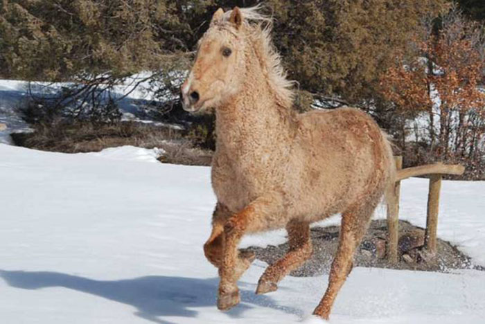 Зимой кучерявость лошади заметно повышается.