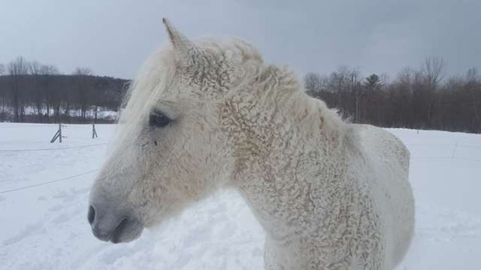 Белая кучерявая лошадь.