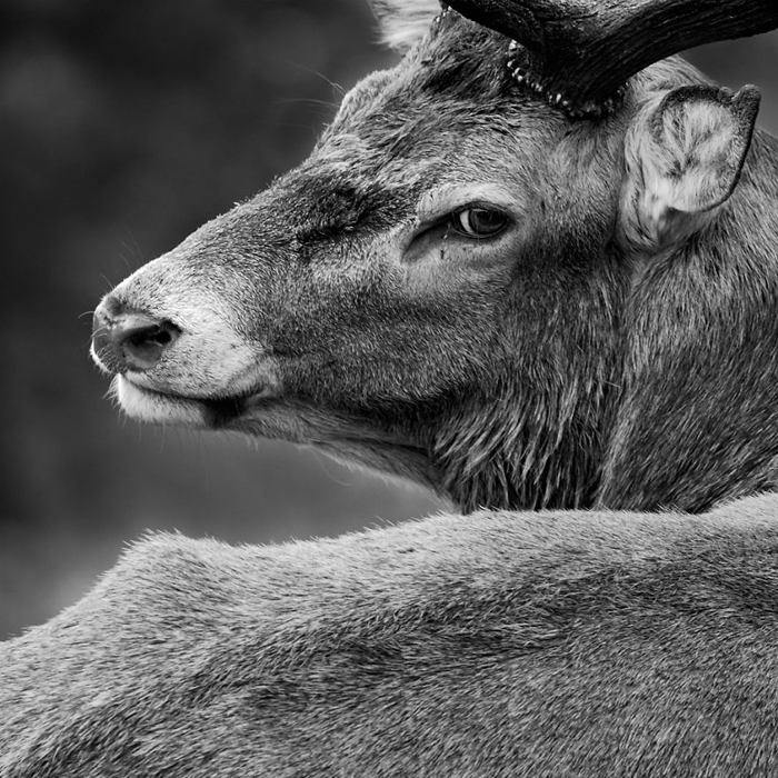 Монохромный портрет благородного оленя. Фото: Sam Coppard.