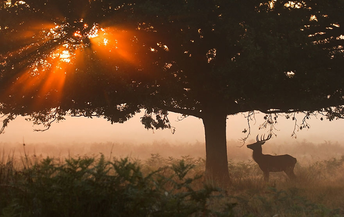 Олень остановился, глядя на солнце, прорывающееся сквозь густую крону дерева. Фото: Sam Coppard.