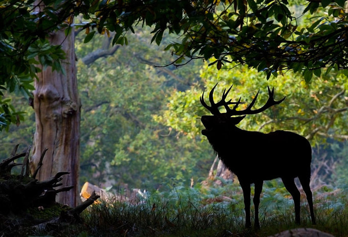 Благородный олень скрывается среди тени деревьев. Фото: Sam Coppard.