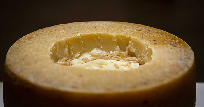 Касу марцу - традиционный сыр из Сардинии, известный содержанием в нём живых личинок сырной мухи.