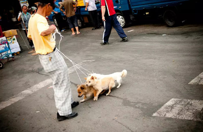 На рынке можно купить как живую, так уже и разделанную собаку.  Фото: Ben Weller Photography.