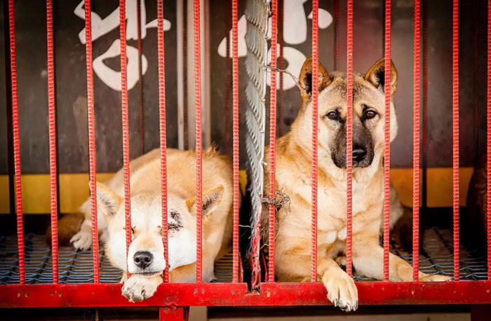 Собаки ждут свою участь в тесных клетках.  Фото: Ben Weller Photography.