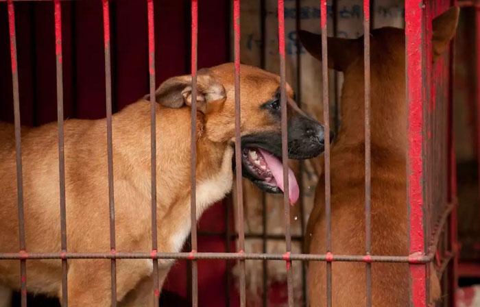 Собачий рынок в Соннаме был закрыт. Фото: Ben Weller Photography.