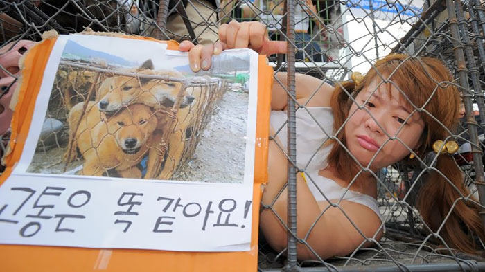 Активисты призывают закрыть собачьи рынки в Северной Корее.