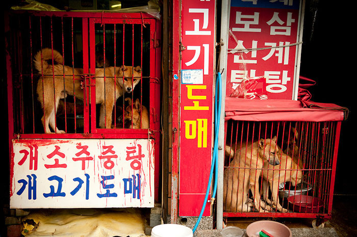 Собачий рынок в Северной Корее. Фото: Ben Weller Photography.