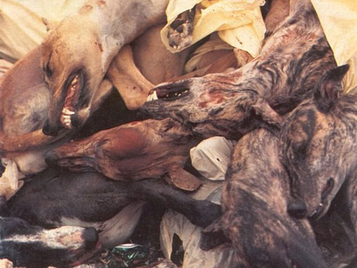 Яма с мертвыми грейхаундами. Большая часть этих собак умерли от голода.