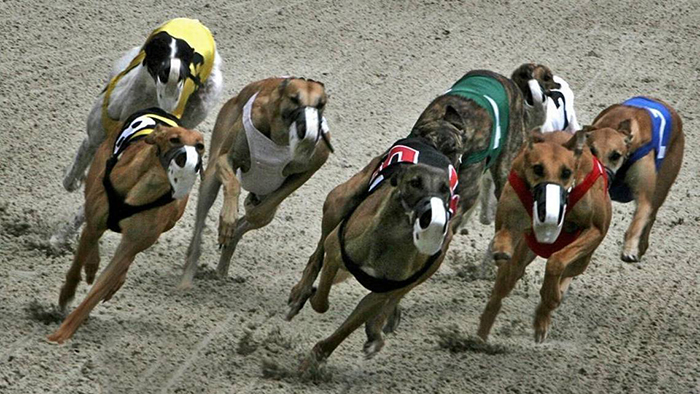Собачьи бега до сих пор остаются довольно популярным видом спорта.