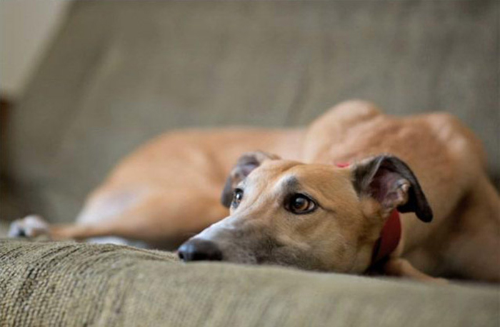 Собаки породы грейхаунд чаще всего принимают участие в забегах.