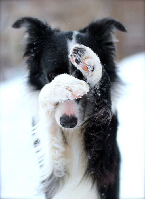Очаровательная собака зимой на снегу. Фото: Екатерина Кирюшина.