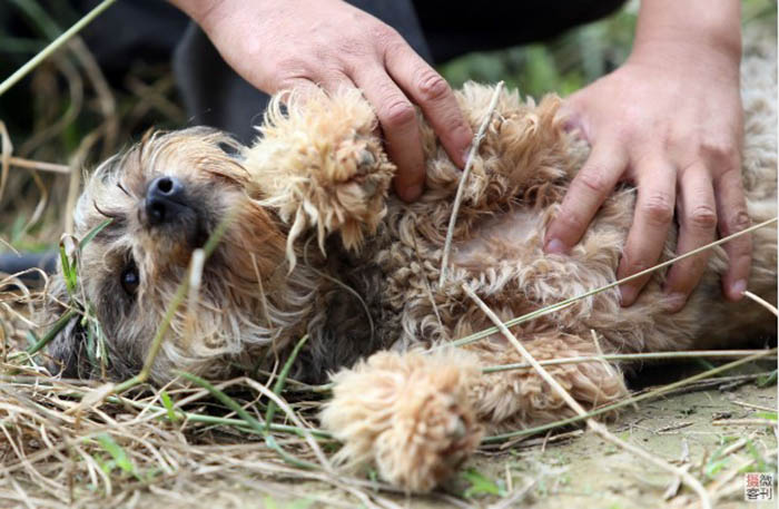 За время работы приюта, Чжоу смог помочь более 700 собакам.