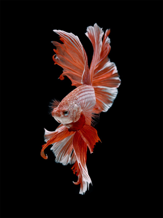 Красная бойцовая рыбка на черном фоне. Фото: Visarute Angkatavanich.