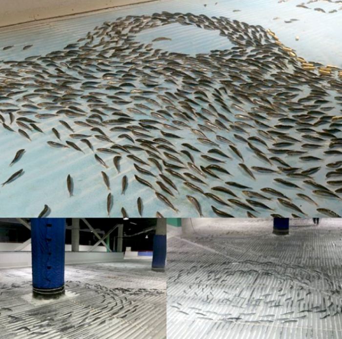 5 000 рыб заморожены в лед на катке.