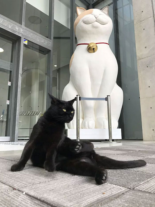 Черный кот по кличке Го.