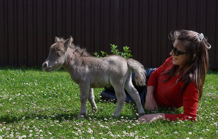 Самый маленький пони в мире живёт в Польше