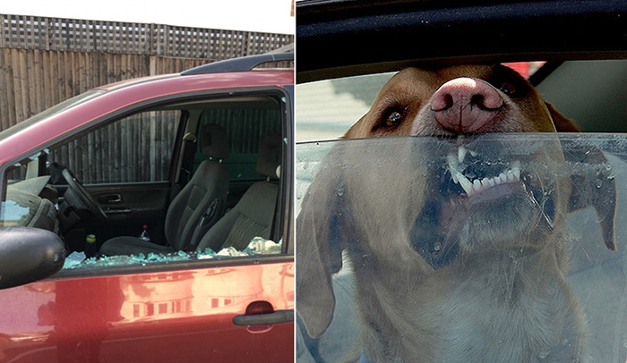 Хозяин собаки оставил своего питомца на 4,5 часа в раскаленном автомобиле.