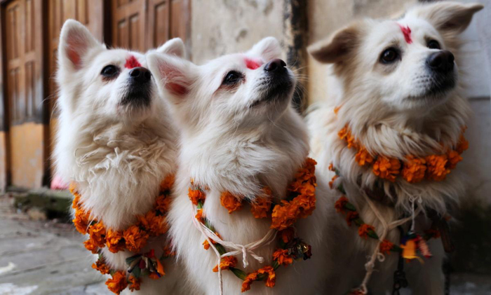 Возвеличивание собак на фестивале огней в Непале.