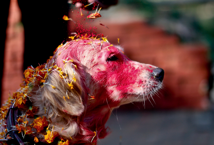 В Непале считается, что собаки умеют разговаривать с богом смерти Йамой.