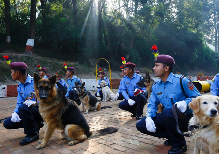 Полицейские собаки на празднике Тихар.