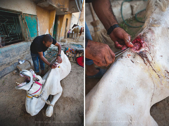 Жуткая рана у верблюда. Фото: Wiebke Haas.