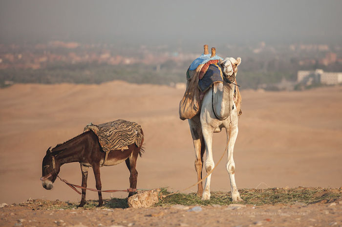 В Каире не хватает свежей травы для крупных животных. Фото: Wiebke Haas.