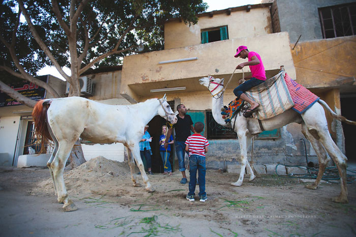Энтузиасты также проводят просветительную работу среди владельцев лошадей и верблюдов. Фото: Wiebke Haas.