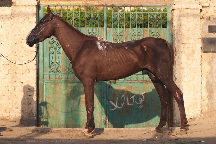 Лошадь с ранами от самодельного седла. Фото: Wiebke Haas.