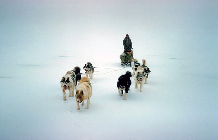 Собаки в Антарктиде.