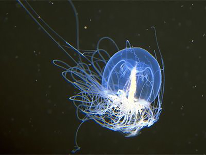Крохотная медуза Turritopsis dohrnii.