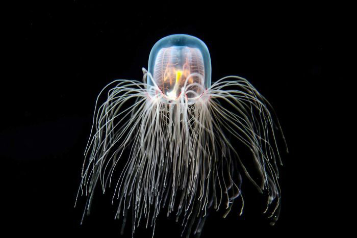 Крохотная медуза, способная жить вечно.