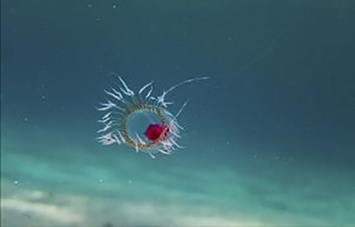 Медуза Turritopsis dohrnii.