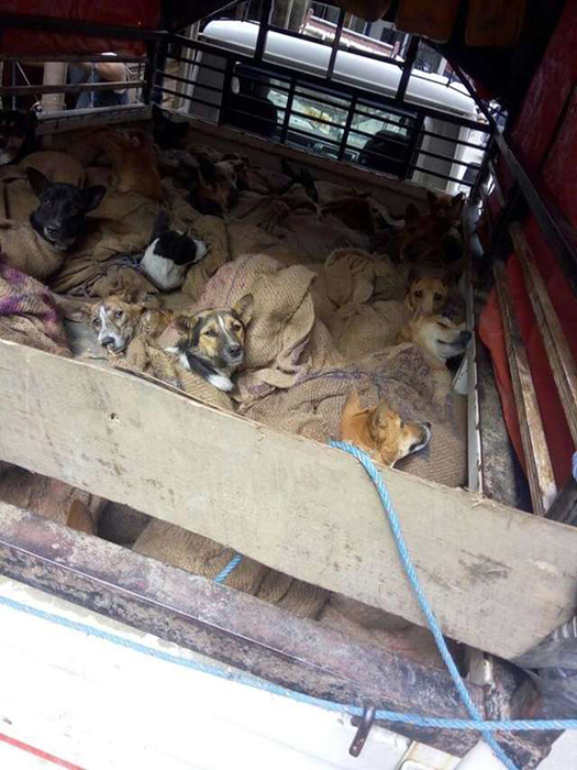 Собак везли в закрытом грузовике.