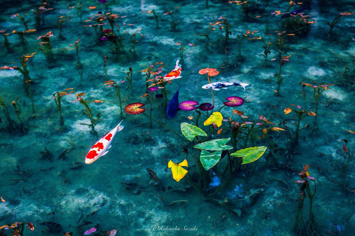 Необычный пруд, напоминающий картины Моне.  Фото:  Hidenobu Suzuki.
