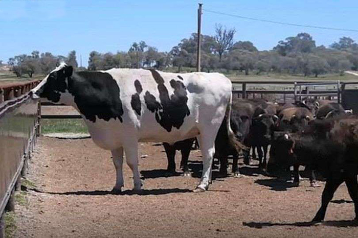 Австралийский бык-гигант.