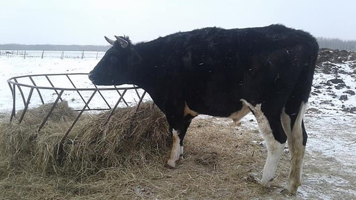 Дозер живет на ферме вместе с еще двумя другими быками и одной лошадью.