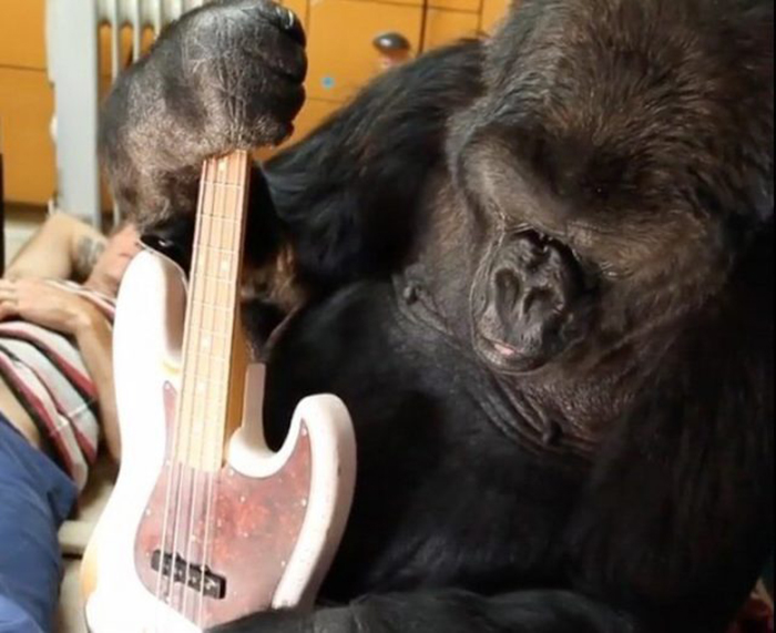 Коко была любознательной гориллой.