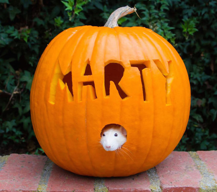 Хеллоуин для Марти.
