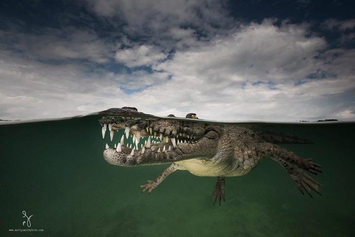 Улыбающийся ассасин - американский крокодил в объективе британского фотографа Мэтью Смита.