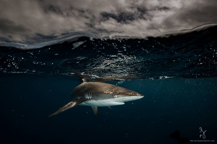 Шелковая акула.  Фото: Matthew Smith.