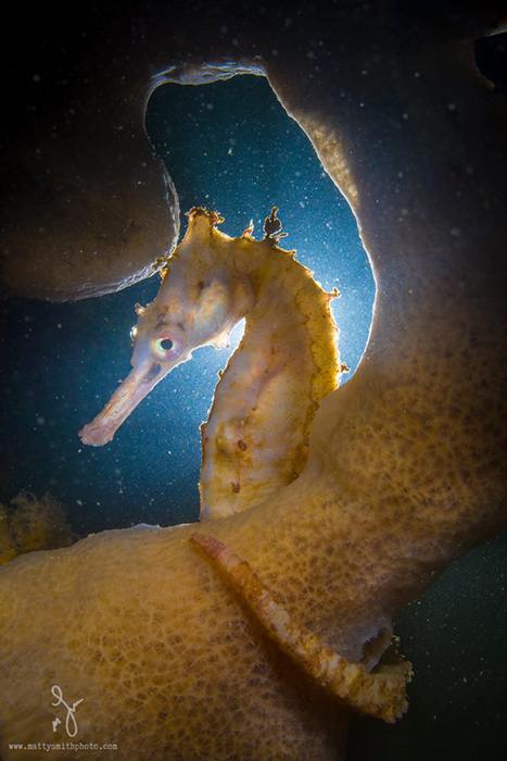 Космический образ морского конька.  Фото: Matthew Smith.