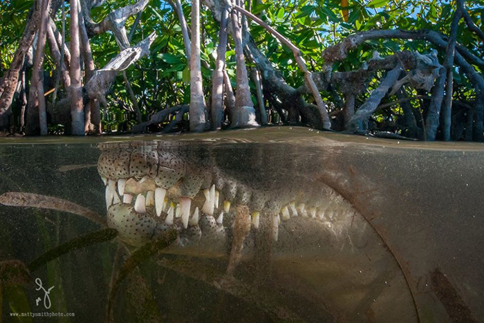 Американский крокодил длиною в два с половиной метра. Фото: Matthew Smith.