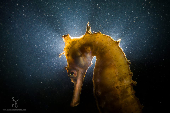 Морской конек. Фото: Matthew Smith.