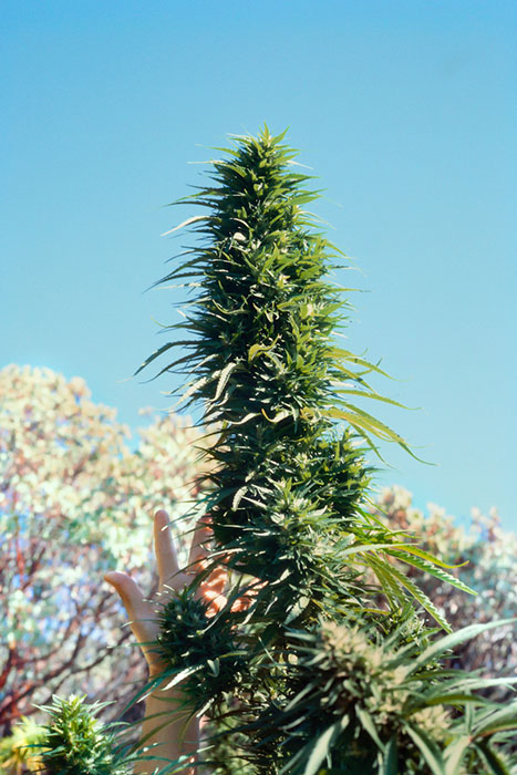 Цветы марихуаны. 1978 год.