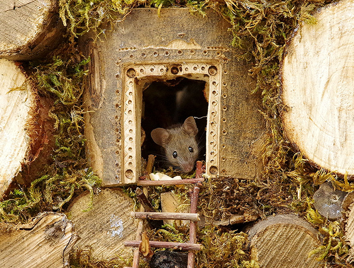 Фотограф соорудил для мышек дом.