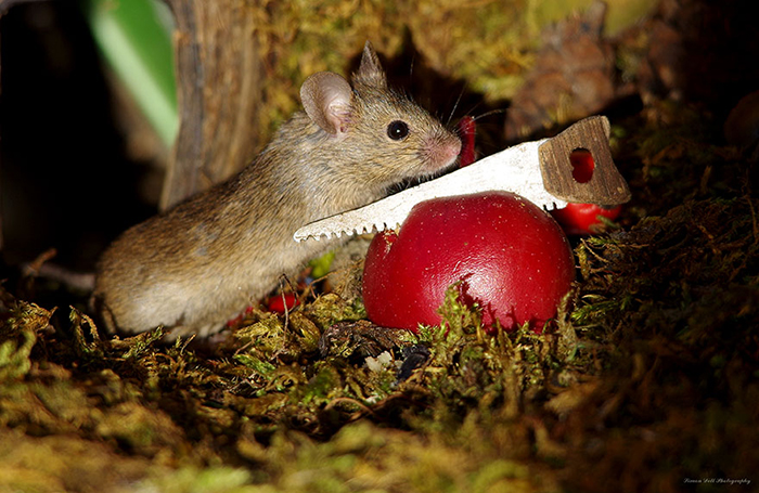 Мышкам понравилось жить в саду у Саймона.
