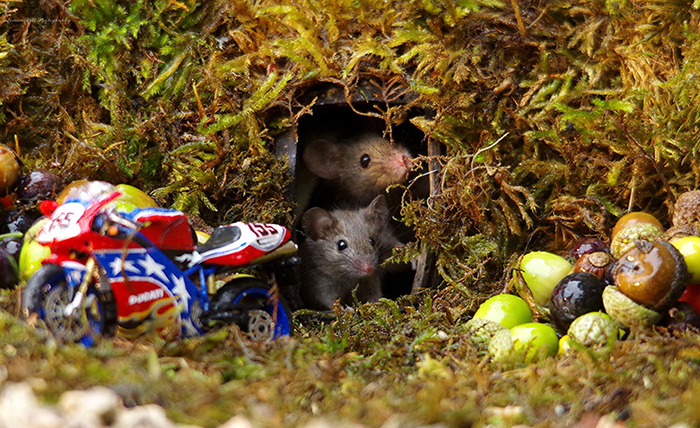 Саймону нравится снимать дикую природу, и мышки стали его любимыми героями съемки.