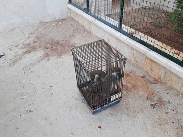 Целых шесть месяцев обезьянки прожили в крохотной птичьей клетке.