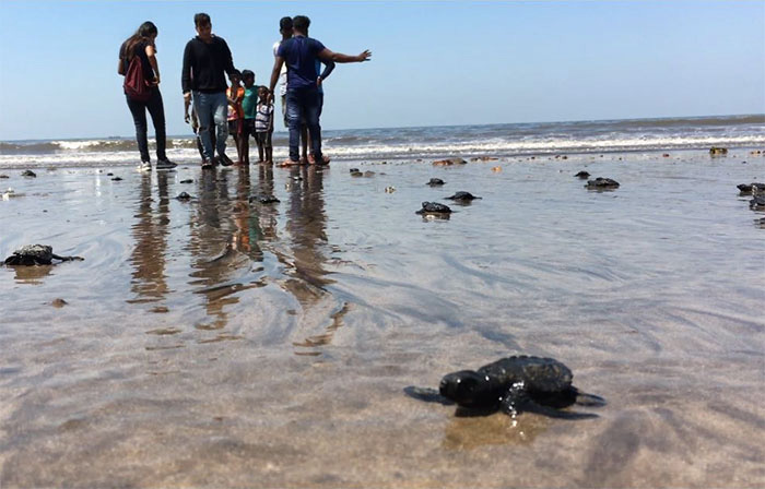 Этот пляж всегда был местом для откладки яиц морских черепах, и теперь животные могут приходить сюда, не опасаясь гибели.